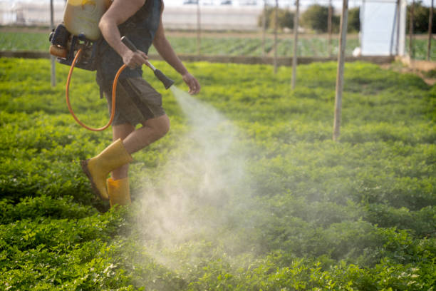 Best Local Pest Control Services  in Key Largo, FL